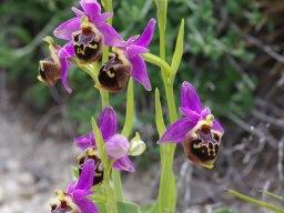 Ophrys_calypsus_Kattavia